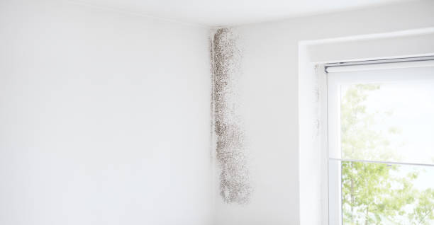 Best Mold Odor Removal Services  in Lake Junaluska, NC